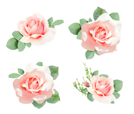 Set of rose with pink flowers and green leaf. Collection of roses of light pink color and leaves. Isolated on white background
