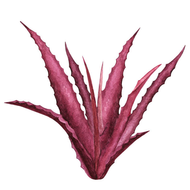 akwarela czerwona roślina, liście - red seaweed stock illustrations