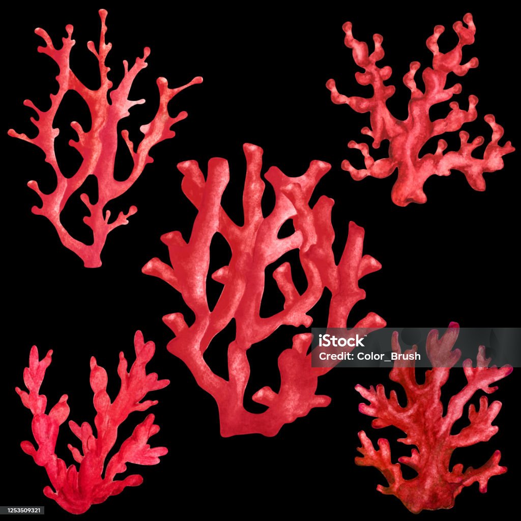 Watercolor Coral Stock Illustration - Download Image Now - Red Black Background, Black Color - iStock