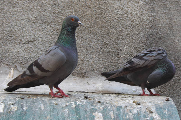 istock Pigeon birds on roof with cement wall 1253509882
