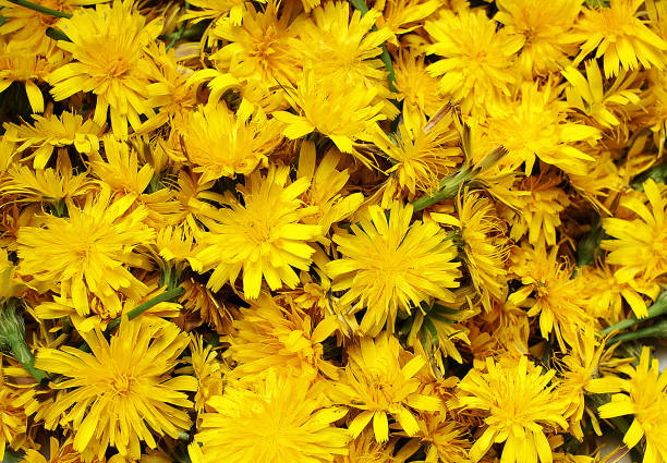 Dandelion flowers Collection of Dandelion flowers dandelion root stock pictures, royalty-free photos & images