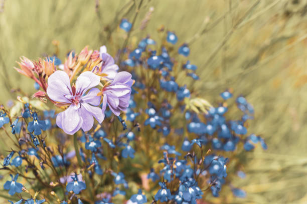 Wild flowers growing in a meadow with vintage style effect