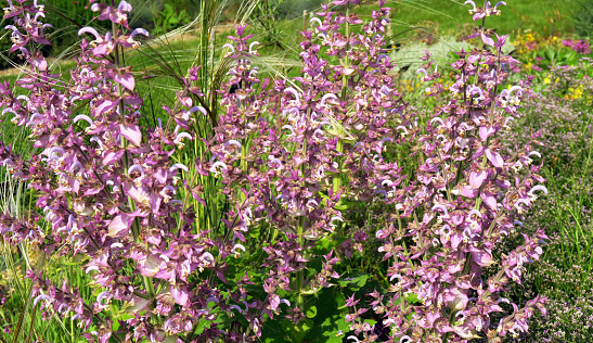 Healing herbs - Salvia sclarea or clary wort - Muskatellersalbei