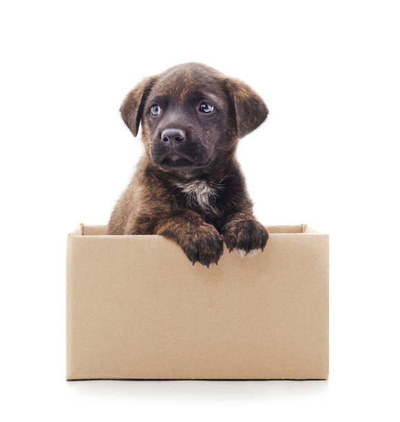 istock One little dog in the box. 1253511623