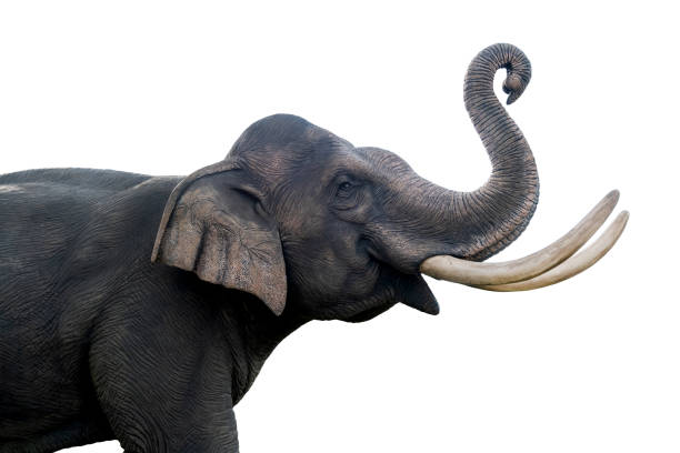 Elephant in black and white.