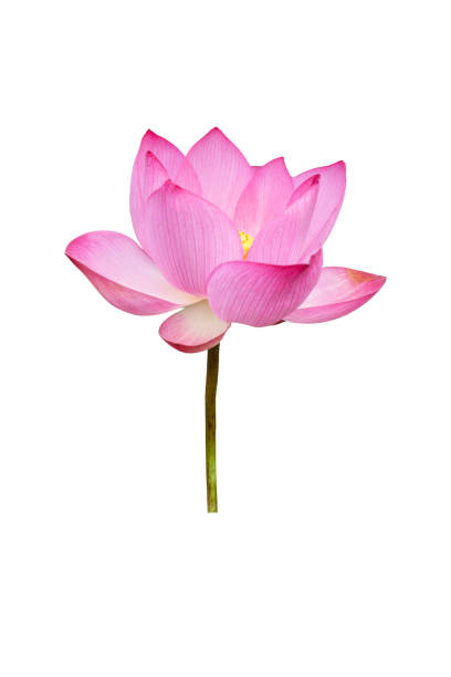 istock Lotus flower isolated on white background. File contains with clipping path so easy to work. 1253511867