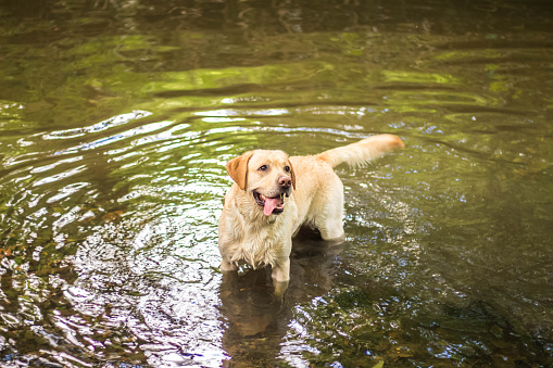 dog stand in the water