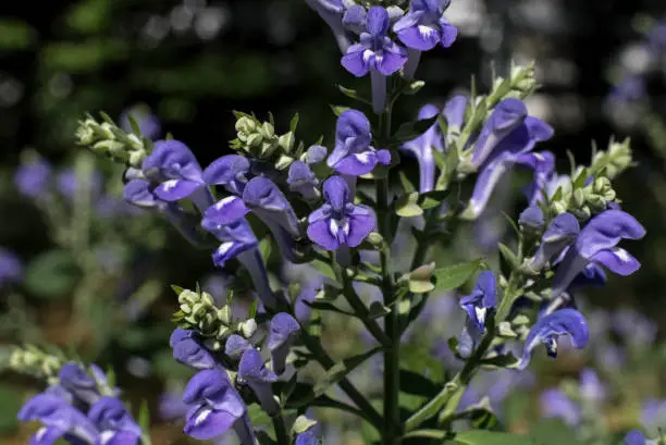 Downy skullcap and sometimes called hoary skullcap is usually found growing in dry soil at edge of the woods, or along roadsides.  It is a perennial and is primarily found in the eastern United.