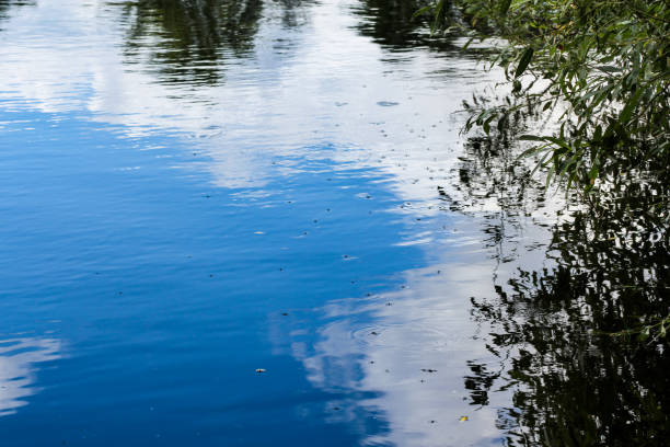 istock Insects on the surface of the water. 1253515597