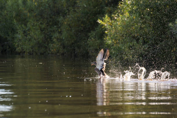 istock A duck taking off from the water. 1253515732