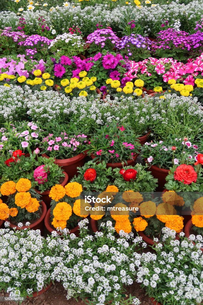 Image of pots of multicoloured mixed flowering plants, alyssum, carnation, petunias and marigolds growing in rows of plastic plant pots Stock photo showing rows of vibrantly coloured alyssum, carnation, petunias and marigolds planted up in plastic plant pots. Marigold Stock Photo