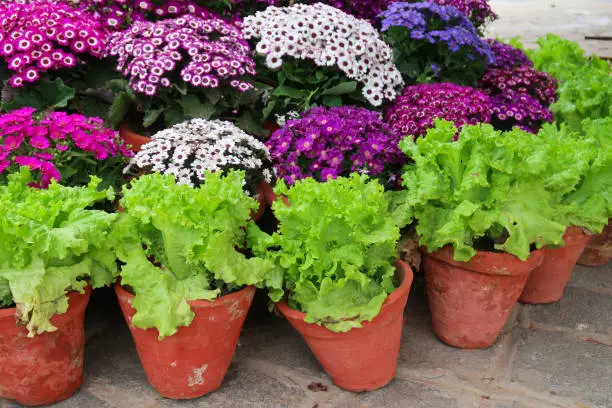 Photo of Image of ornamental kitchen garden on patio, lettuces planted in plastic plant pots with flowering companion plants