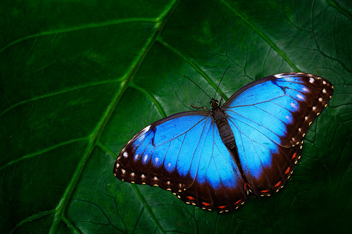 A morpho butterfly is seen on a leaf.  The wings of the butterfly are closed.  The wing has 7 multicolor circles on it.  The butterfly is in sharp focus.  There are many leaves in the background.