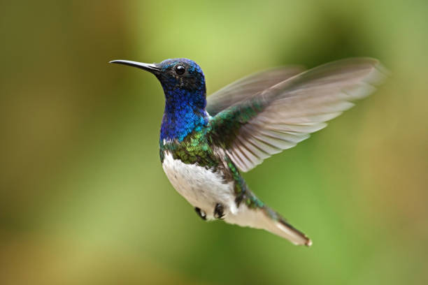 istock Flying blue and white hummingbird White-necked Jacobin from Ecuador 1253517854