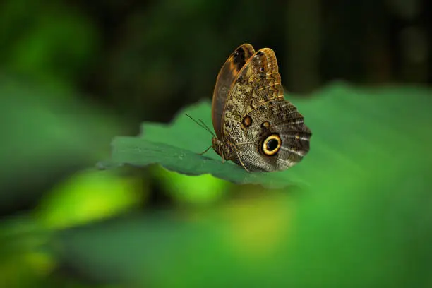 Photo of Beautiful butterfly Blue Morpho, Morpho peleides, in habitat, with dark forest, green vegetation, Costa Rica