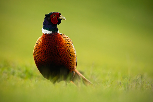 Common Pheasant, bird with long tail on the green grass meadow, animal in the nature habitat, wildlife scene from Germany with morning light