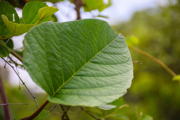 istock Green Leaves for beautiful background mumbai india 1253517872