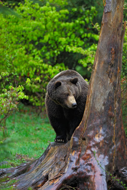 istock Brown bear, Ursus arctos, hideen behind the tree trunk in the forest 1253517904