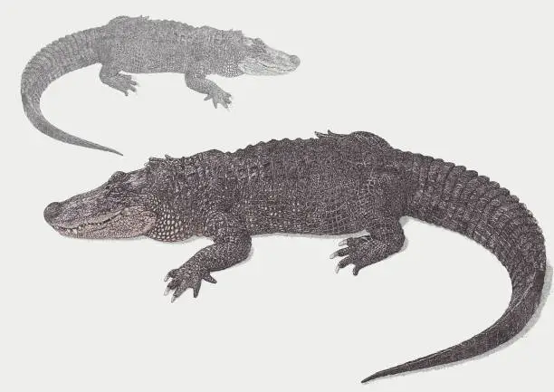 Vector illustration of American Alligator