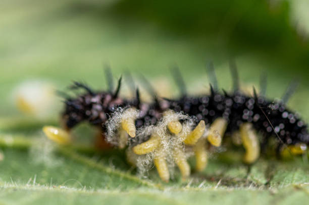 istock Parasitic wasp larvae emerging from a live peacock butterfly caterpillar 1253519100