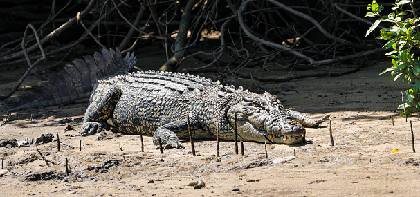 Photograph of saltwater crocodile taken in Queensland, Australia. This photograph was taken in the afternoon with full frame camera and G telephoto lens.