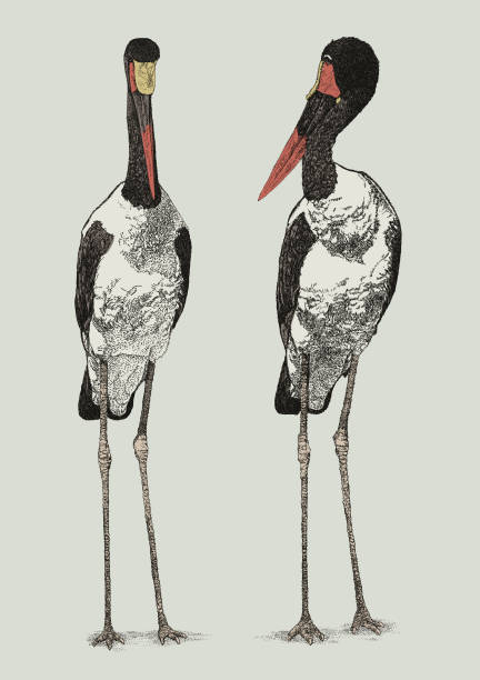 안장 청구 황새 - saddle billed stork stock illustrations