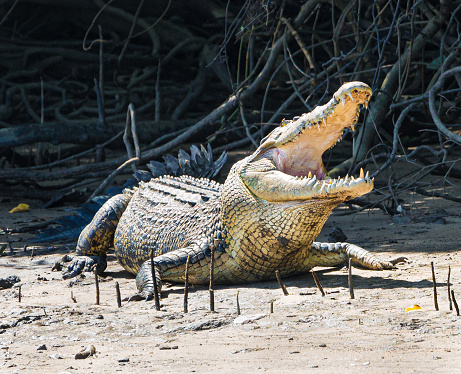 An adult alligator and her baby in the wild, seen at Gulf State Park in Alabama.  This particular alligator, nicknamed Lefty, is often seen by tourists in the park.