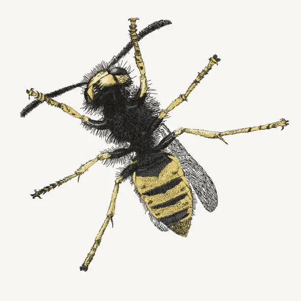 Vector illustration of Wasp Insect on a windowpane