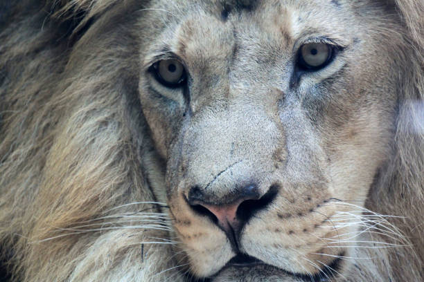 istock African male lion 1253522475
