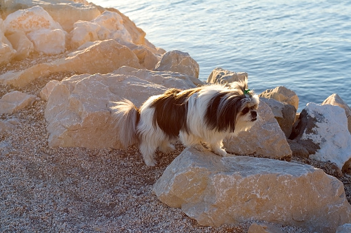 Shih tzu dog walking on a beach at sunset. Selective focus.