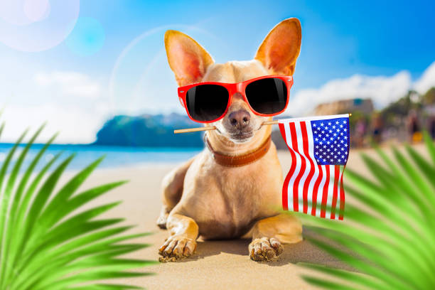istock surfer dog  at the beach 1253524186