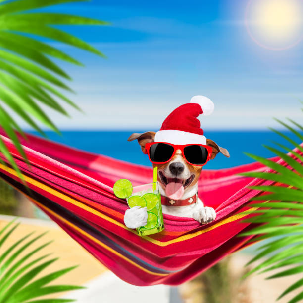 istock dog on hammock on summer christmas holidays 1253524907