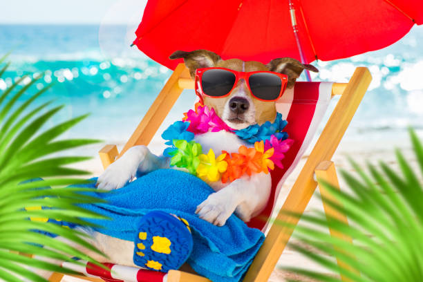 istock dog siesta on beach chair 1253524974