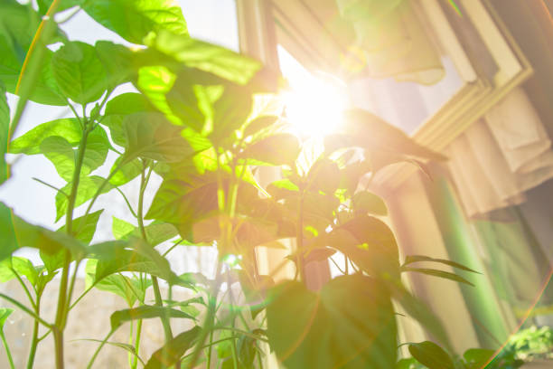 istock Young peppers ripening on the windowsill 1253525013