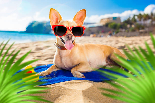 istock chihuahua summer dog 1253525170