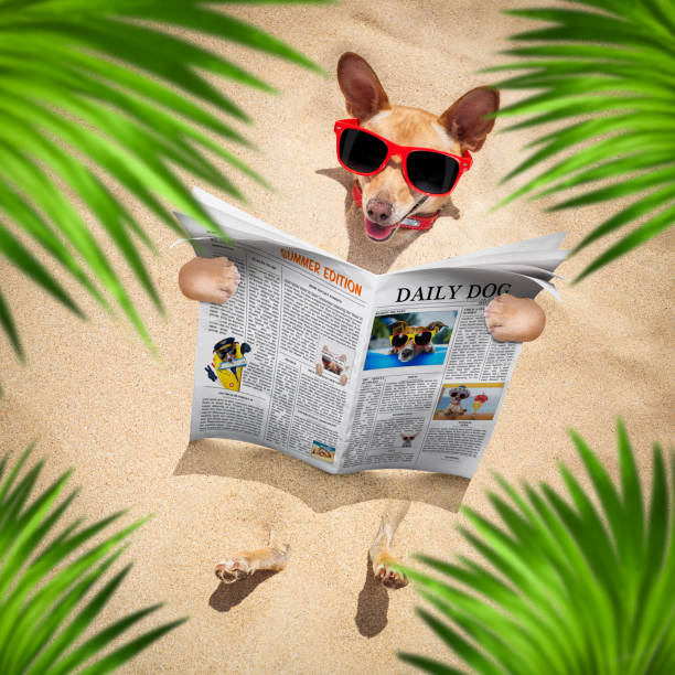istock dog at the beach reads newspaper 1253525252