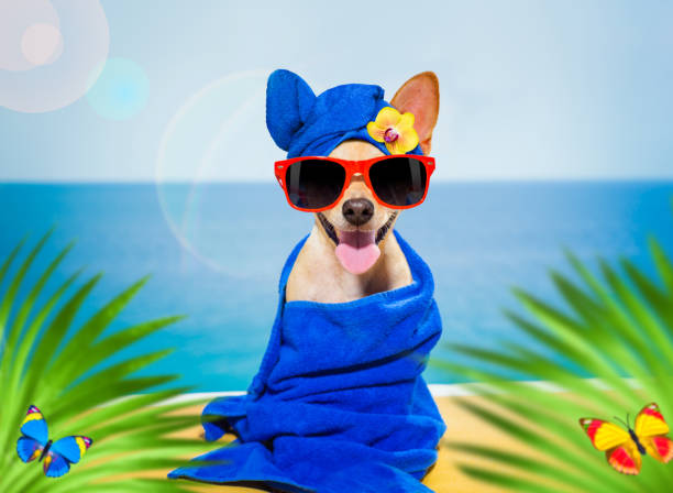 istock wellness beauty   spa  dog 1253525267