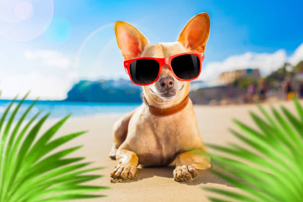 istock chihuahua summer dog 1253525853