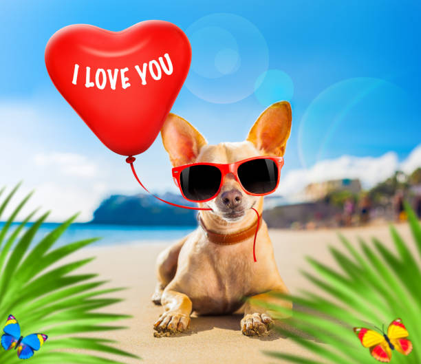 istock chihuahua summer dog 1253525884