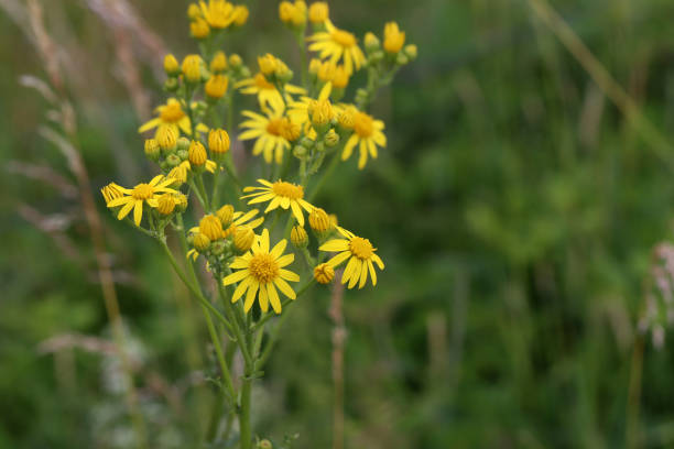 istock Wildflowers on a blurred green meadow background 1253526060