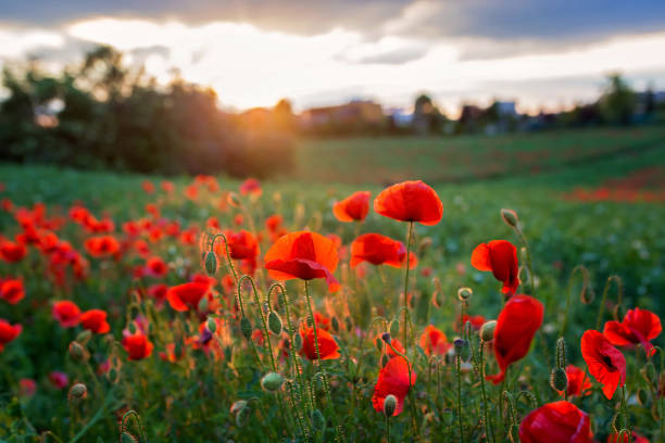 istock Poppies on sunset in beautiful countryside 1253526170