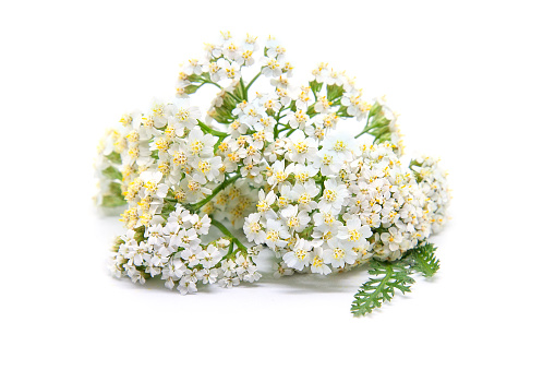 Yarrow (achillea millefolium) isolated on white background. Healing plant