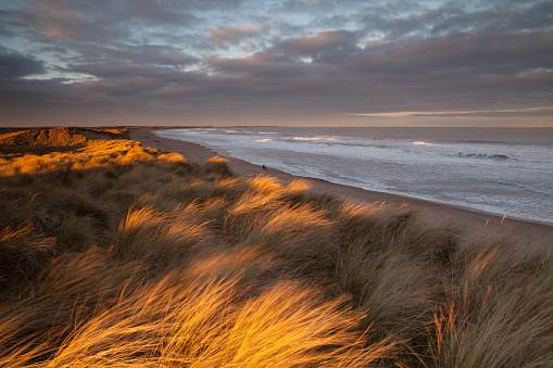 A stormy sunset on a gusty night with golden light catching the wind blown marram grass on the sand dunes, looking down to a sandy beach and out to sea, at Druridge Bay, Northumberland.