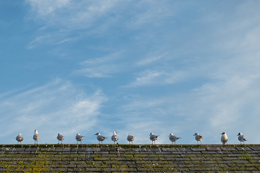 A line up of characterful seagulls on a tiled roof under a blight blue sky with wisps of cloud in the summer time.