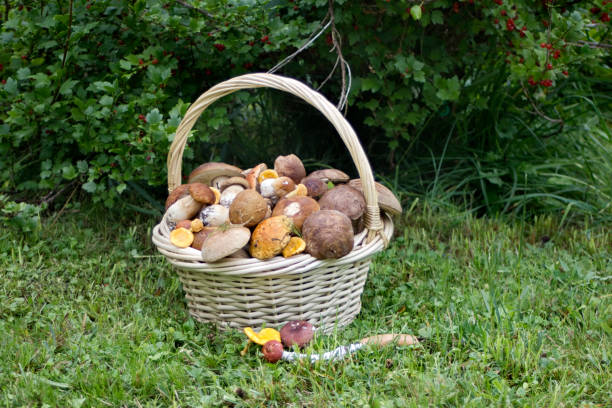 草の上のキノコのバスケット。デイライト - edible mushroom food fungus isolated ストックフォトと画像