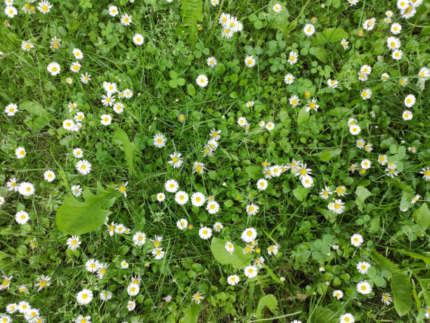 istock Summer sun meadow or lawn with grass and chamomile. Flower background. 1253528019