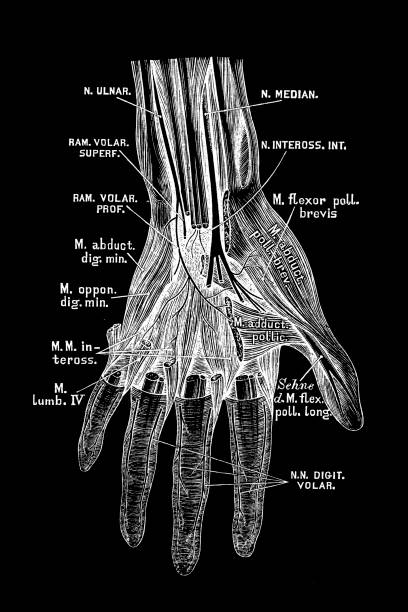 istock The nerves on the palm side of the hand 1253528795