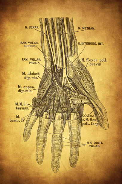 istock The nerves on the palm side of the hand 1253528978