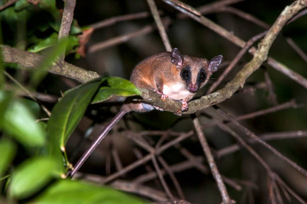 istock Common mouse opossum photographed in Linhares, Espirito Santo. 1253530075