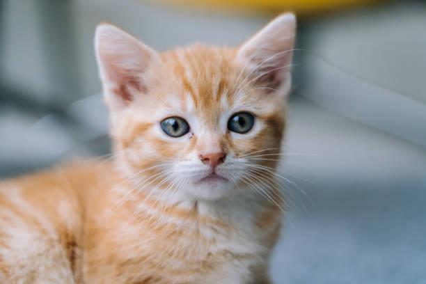 gato vermelho bonito sentado na cadeira amarela perto da janela ao fundo. gatinho vermelho fofo. gatinho ruivo de cabelo comprido brincam em casa. animais de estimação caseiros engraçados. animais domésticos e gatinhos jovens - long red hair - fotografias e filmes do acervo